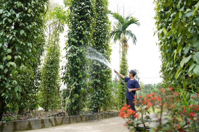 Vai trò “xương sống” của hợp tác xã nông nghiệp